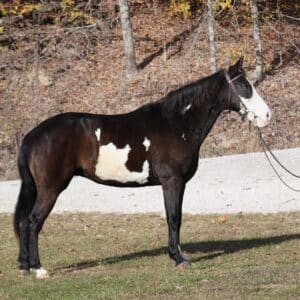 Wednesday 7yo 14.3 spotted saddle horse mare EWH GUARANTEE