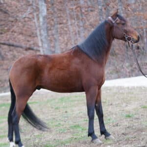 Jack 4yo gelding 15hh Consigned sells 12/9 9:30pm EST