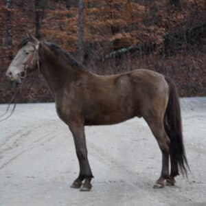 Uno Registered Tennessee Stud 6yo 14.2