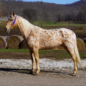 Pokémon 6yo Walkaloosa Gelding sells 12/23 9:30pm EST