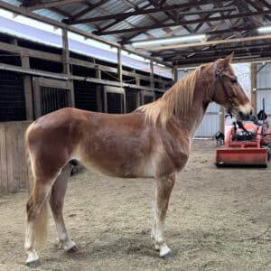 Red Ranger 4yo 14.3 hh Gelding smooth fancy