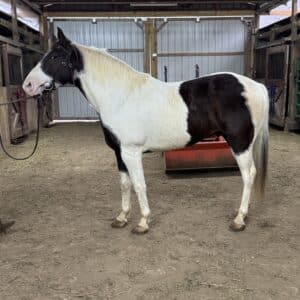 Duke 11yo 14.3 spotted saddle horse gelding