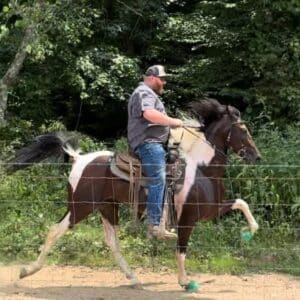 Blue Ribbon Ride 3yo Registered Stallion. Sells 12/23 9pm EST