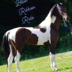 Blue Ribbon Ride 3yo American Saddlebred Rowdy Cross Stud.