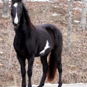 Ace 15.3hh 10yo Tennessee Walker Gelding EWH GUARANTEE SELLS 01/20 9:45pm EST