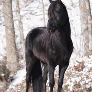 EWH Night Train 3yo Registered Rocky and Kentucky Mountain Gelding 15.0hh