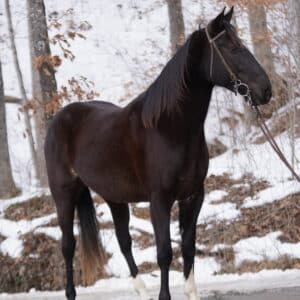 !!HEIGHT CORRECTION!! 15.2 The Revenuer 4yo 15.2 hand Racking Endurance gelding EWH GUARANTEE Sells 01/20 9:30pm est