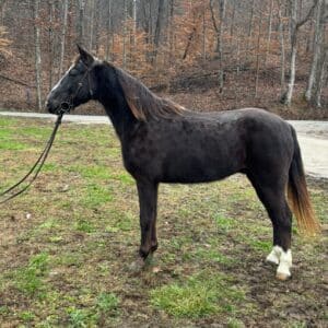 Cotton TWH Gelding 14yo 15.2 EWH GUARANTEE sells 01/06 9:30pm EST