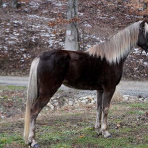 Lulu Rocky Mountain Mare 5yo EWH GUARANTEE sells 2/17 10pm EST