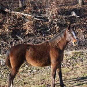 Butters 7yo proven kids lesson mare written description below sells 02/03 9:30pm est