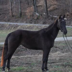 Betty coming 15yo (sept) 15 hh TWH Mare SAFE