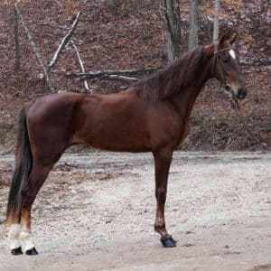 My Magical Destiny Registered American Saddlebred Racking Filly EWH GUARANTEE Sells 2/17 1030pm EST