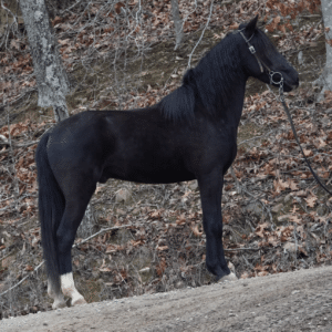 Blue Moons Spader Registered Rocky Mountain Gelding sells 3/17 930pm EST